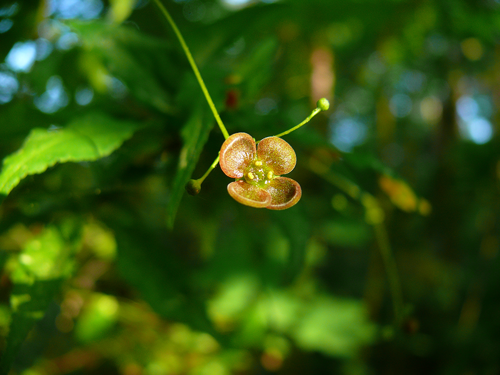 Image of Euonymus verrucosus specimen.