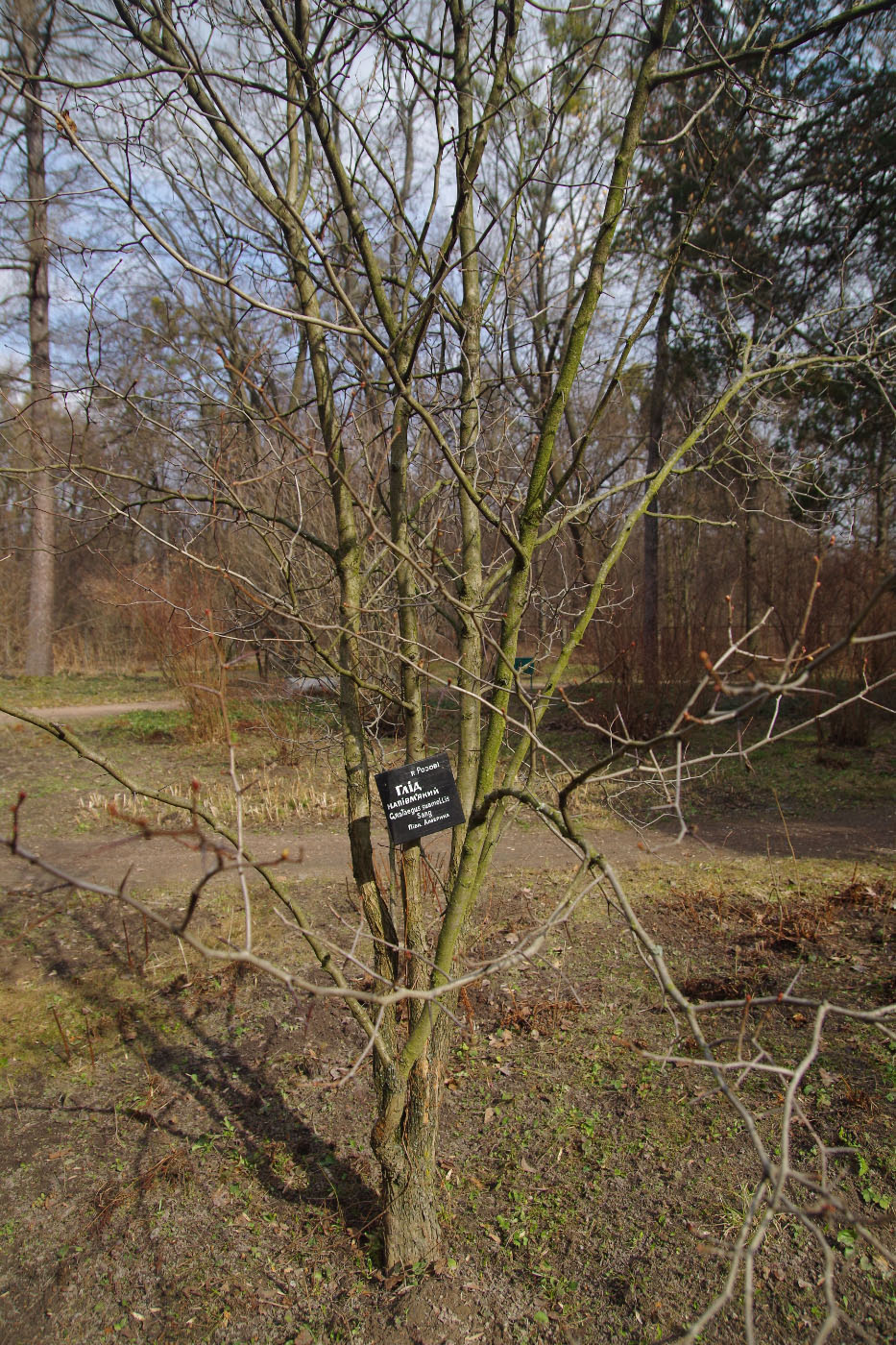 Изображение особи Crataegus submollis.