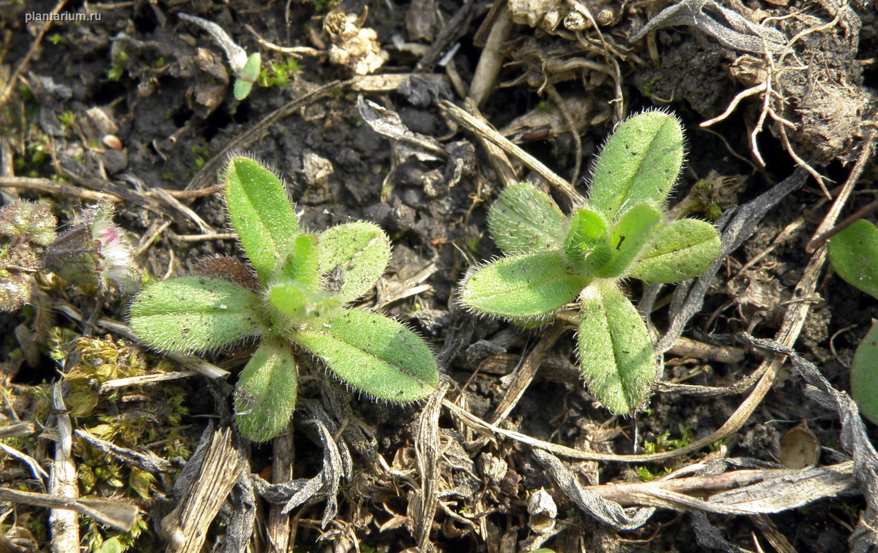 Изображение особи Myosotis micrantha.