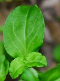 Silene aegyptiaca