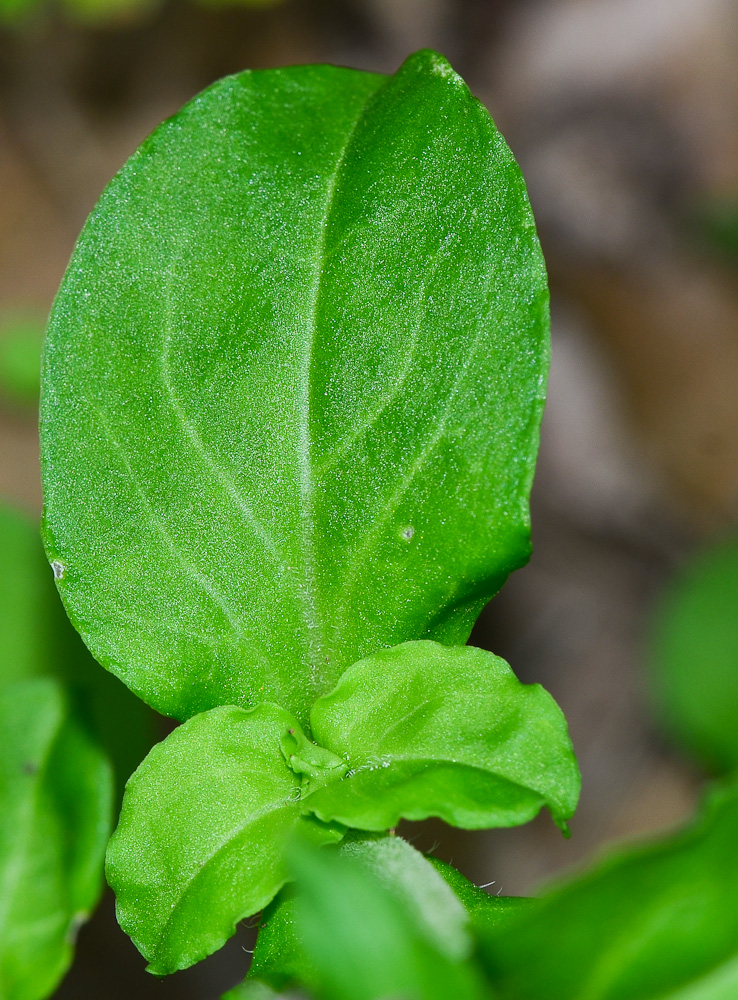 Изображение особи Silene aegyptiaca.