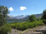 Nothofagus antarctica