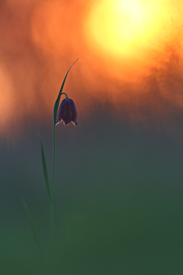 Image of Fritillaria meleagroides specimen.