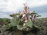 Phlomoides sewerzovii