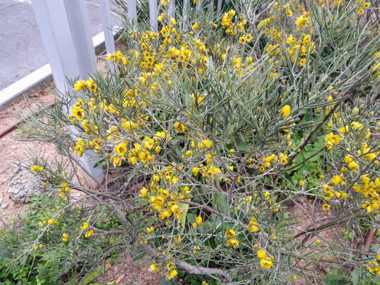 Image of Senna artemisioides specimen.