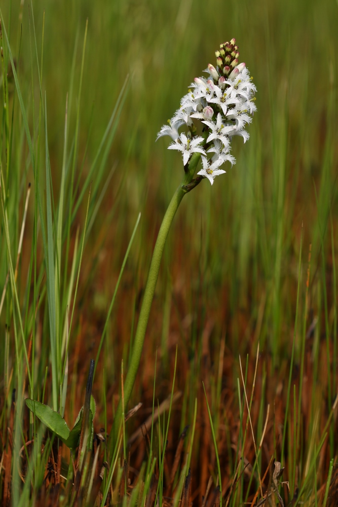 Image of Menyanthes trifoliata specimen.