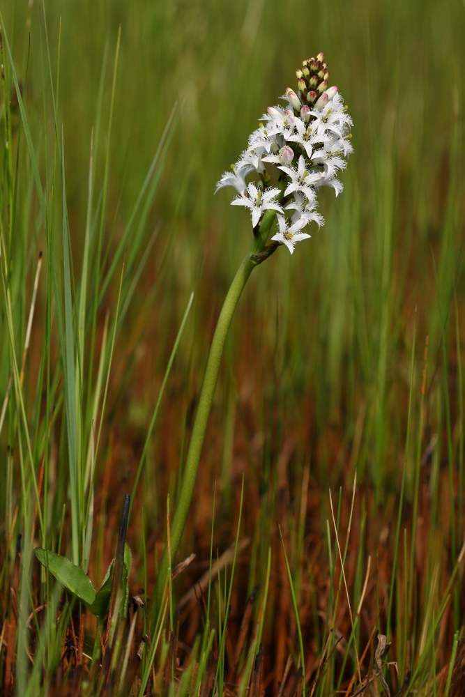 Изображение особи Menyanthes trifoliata.