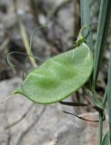 Lathyrus setifolius. Плод. Крым, окр. Севастополя, Чернореченский каньон, каменистая осыпь в можжевеловом редколесье. 26 мая 2017 г.