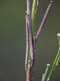 Erysimum hieraciifolium. Плоды. Ленинградская обл., Всеволожский р-н, ж.-д. ст. Девяткино. 10.10.2009.