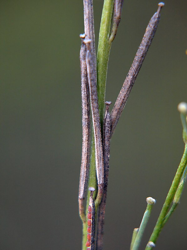 Image of Erysimum hieraciifolium specimen.