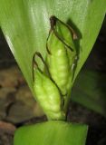 Colchicum umbrosum. Плоды в основании листьев. Крым, окр. Алушты, гора Урага, дубовый лес. 4 июня 2017 г.