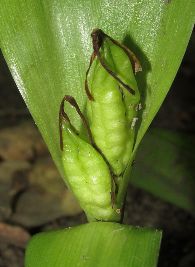 Image of Colchicum umbrosum specimen.