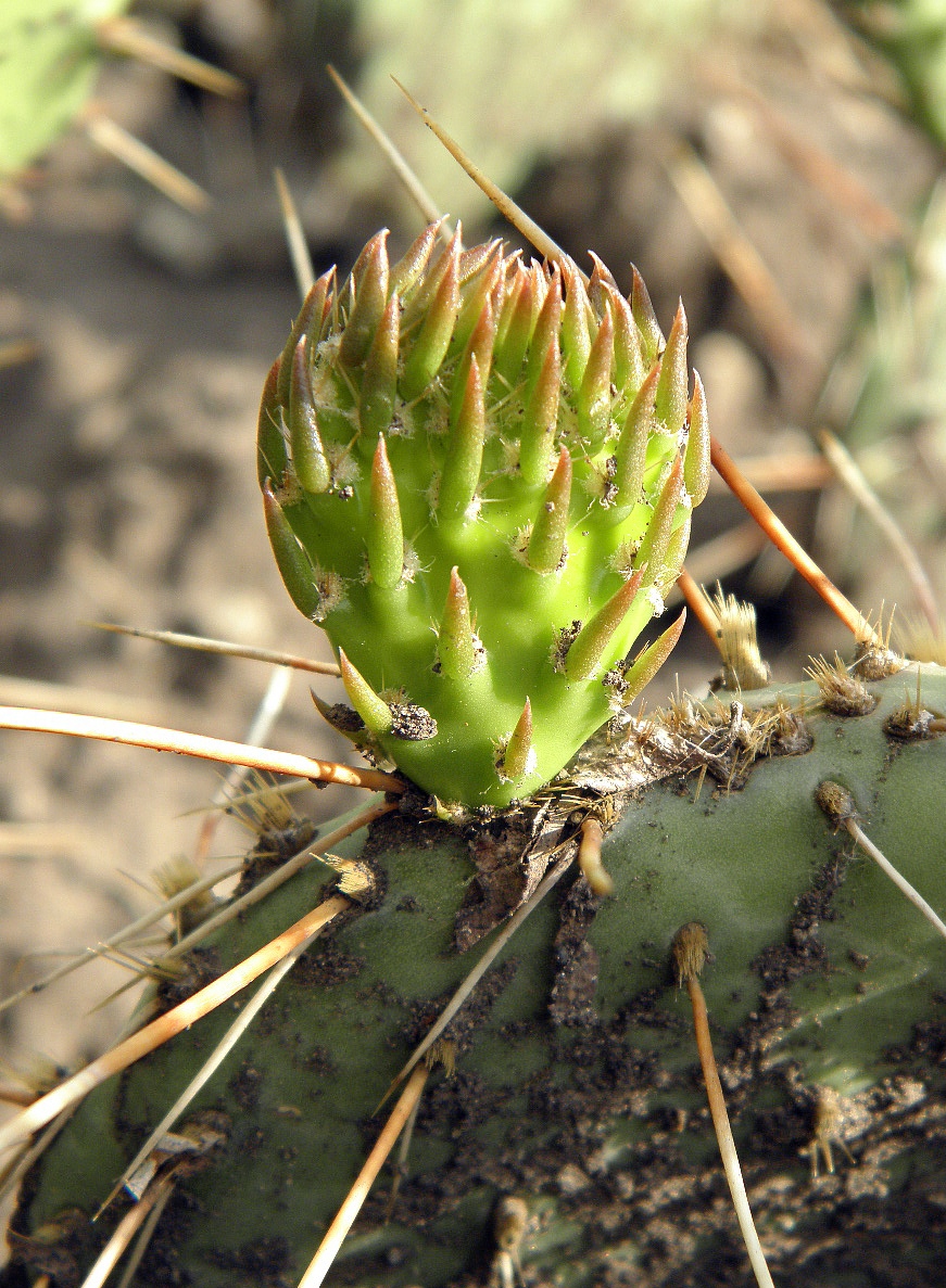 Изображение особи Opuntia phaeacantha var. camanchica.