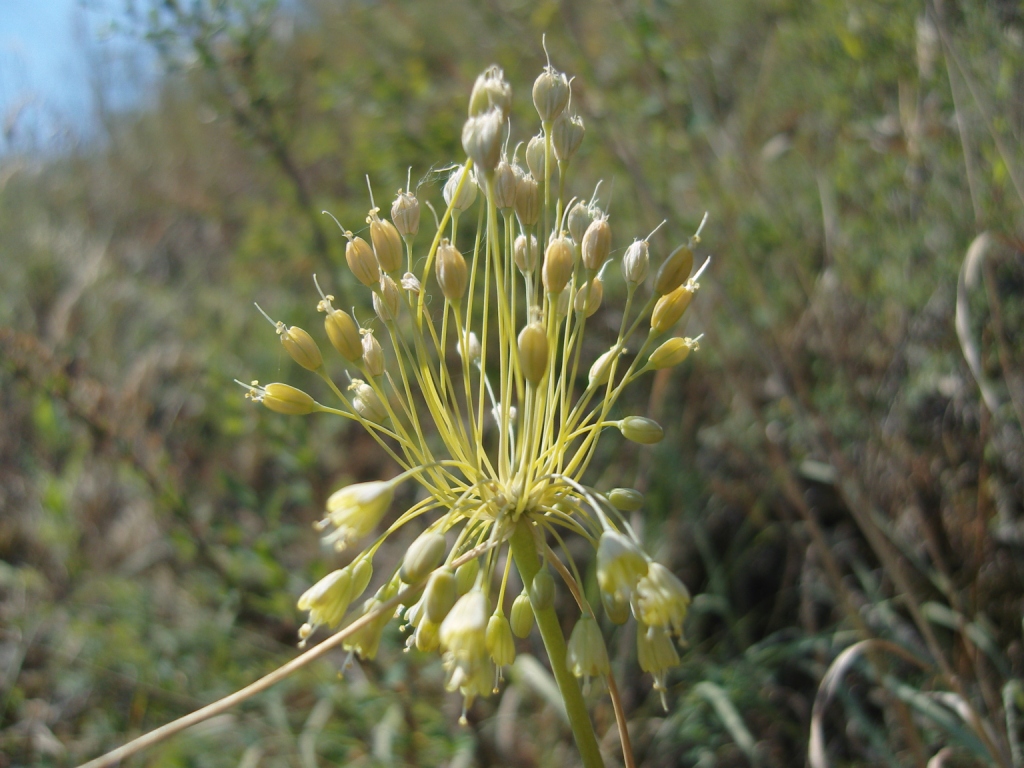 Изображение особи Allium paczoskianum.