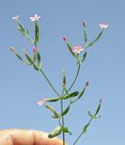 Centaurium pulchellum. Верхушка цветущего растения. Краснодарский край, пойма р. Ея между станицами Шкуринская и Канеловская, обочина полевой дороги. 03.07.2017.