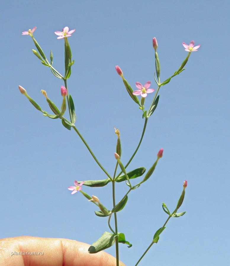 Image of Centaurium pulchellum specimen.