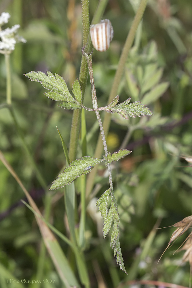 Изображение особи Torilis arvensis.