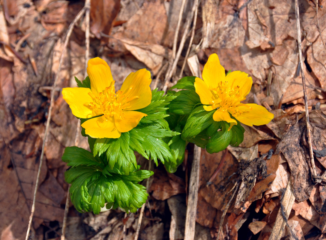 Image of Trollius ranunculinus specimen.