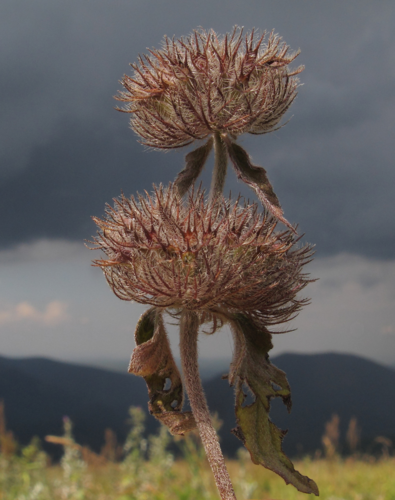 Image of Clinopodium caucasicum specimen.