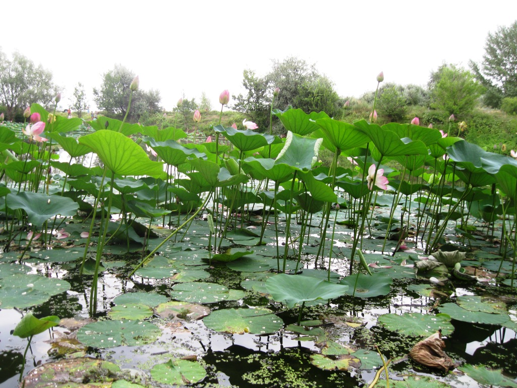 Image of Nelumbo caspica specimen.