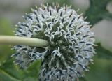 Echinops exaltatus