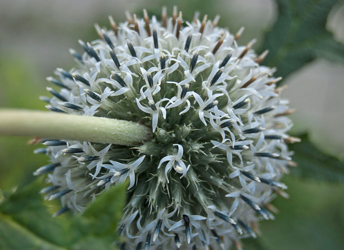 Изображение особи Echinops exaltatus.