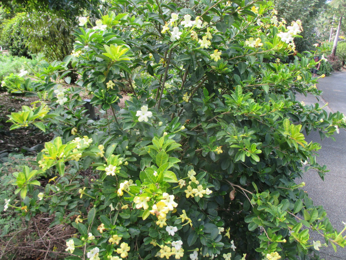 Изображение особи Brunfelsia americana.
