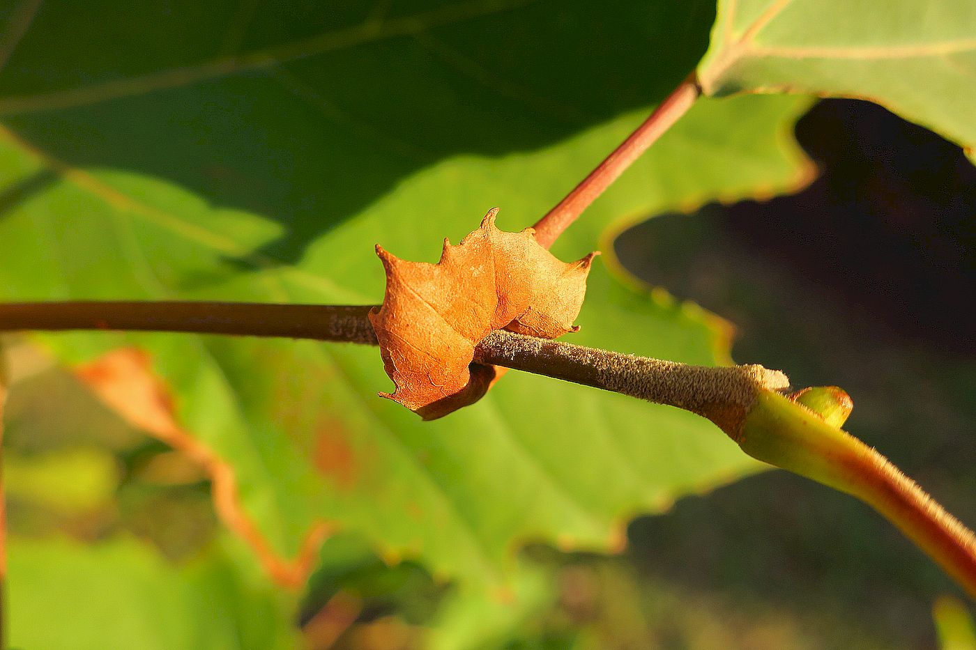 Image of Platanus &times; acerifolia specimen.