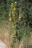 Verbascum phlomoides. Цветущее растение. Южный Берег Крыма, пос. Виноградный. 21.09.2017.