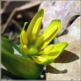 Gagea lutea. Цветок. Чувашия, окрестности г. Шумерля, пойма р. Паланка. 6 апреля 2008 г.