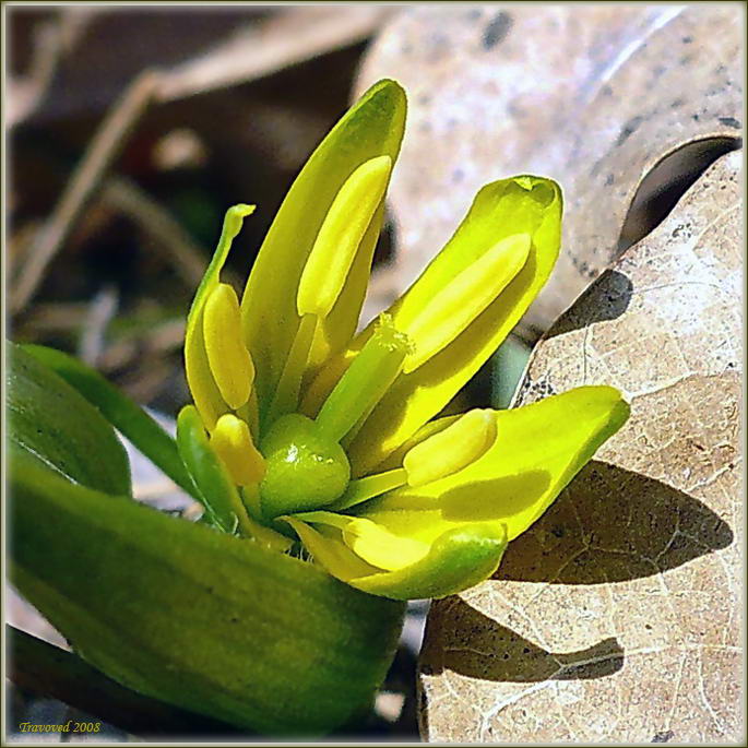 Image of Gagea lutea specimen.