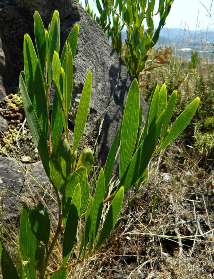 Image of genus Acacia specimen.