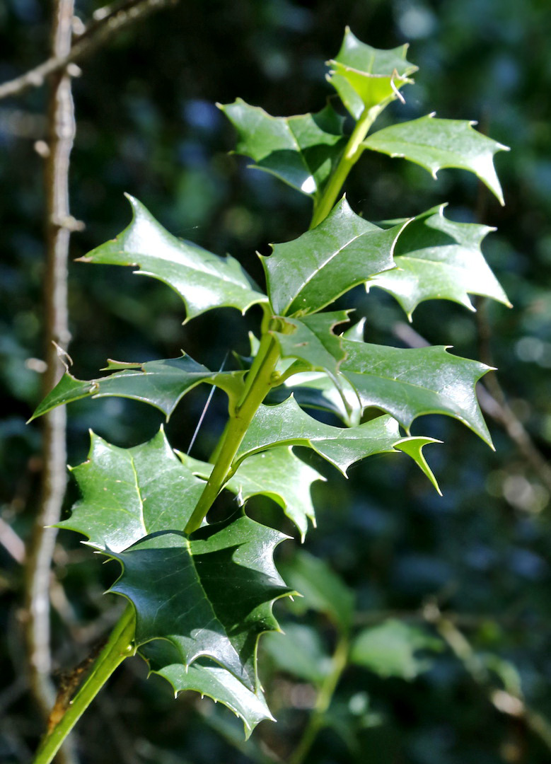 Image of Ilex colchica specimen.