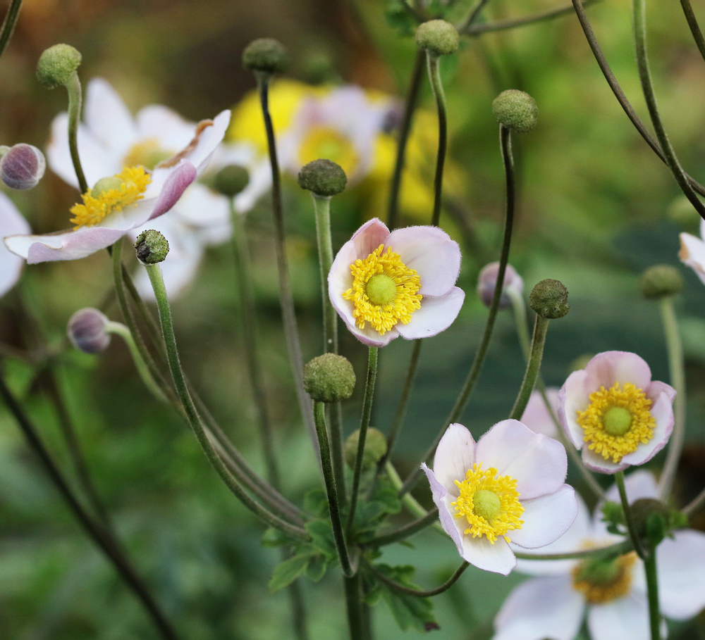 Изображение особи Anemone hupehensis.