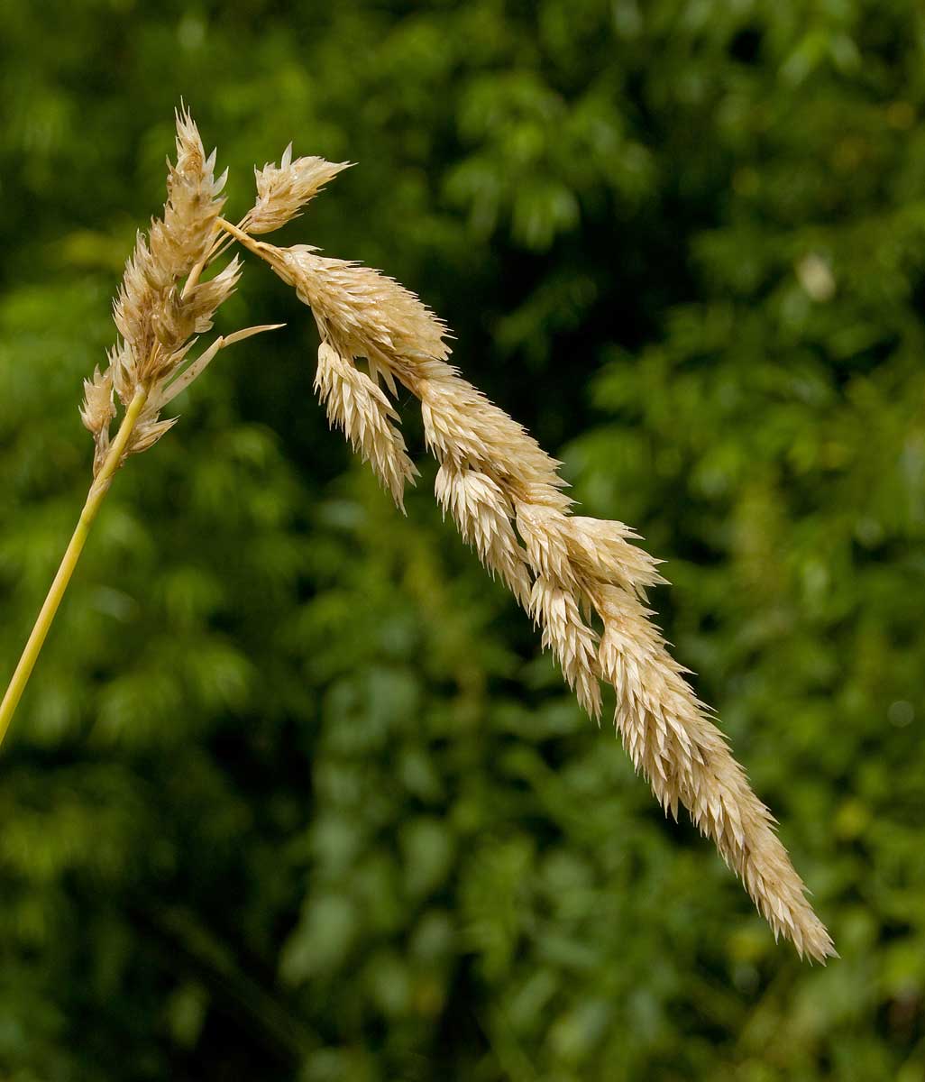 Изображение особи Phalaroides arundinacea.