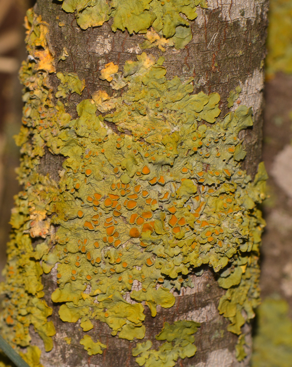 Image of Xanthoria parietina specimen.