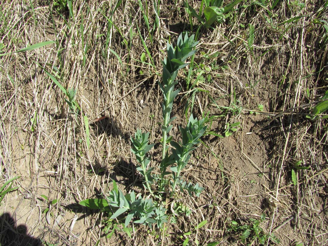 Изображение особи Linaria genistifolia.