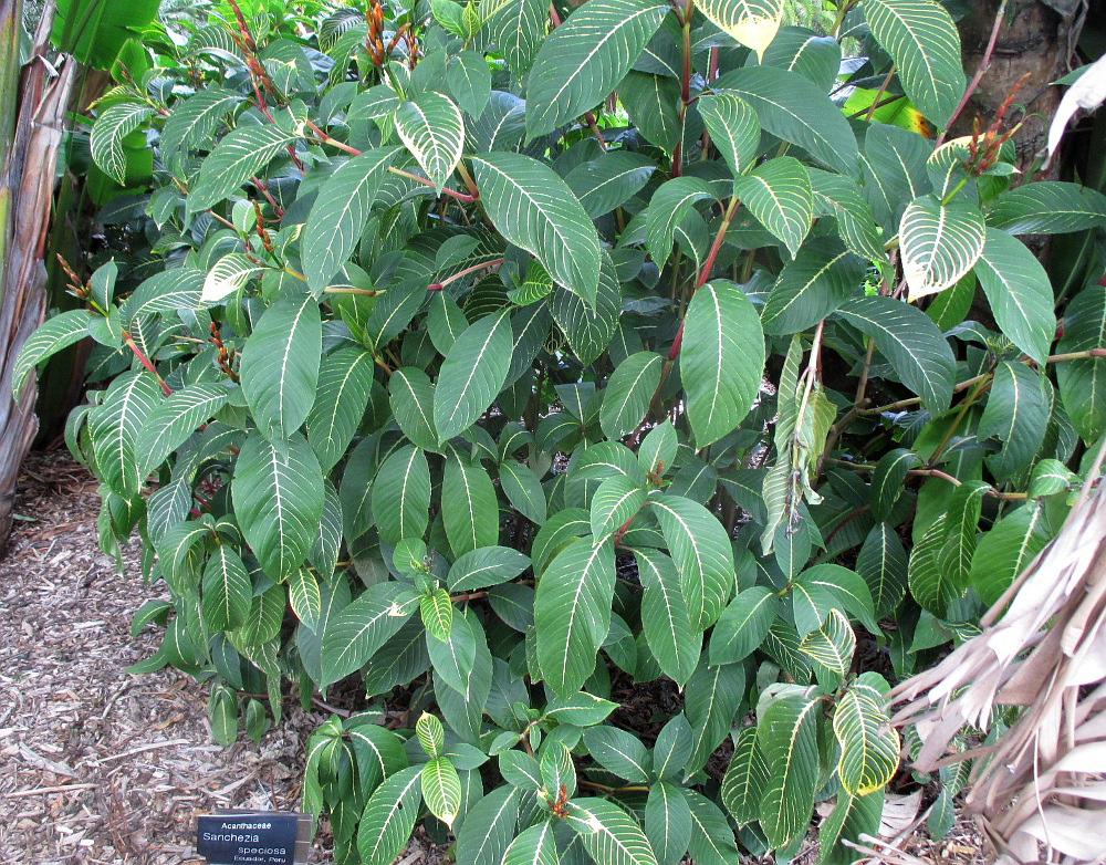 Image of Sanchezia speciosa specimen.