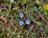 Gentiana pseudoaquatica. Верхушка цветущего растения. Монголия, аймак Уверхангай, долина р. Орхон, ≈ 1500 м н.у.м., пойменная терраса. 03.06.2017.