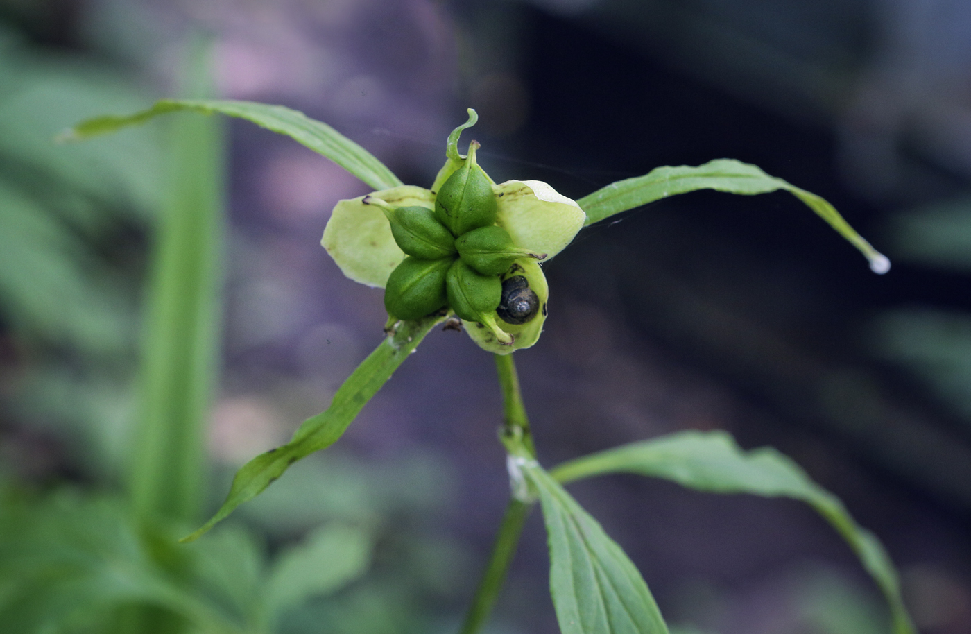 Image of Paeonia lactiflora specimen.