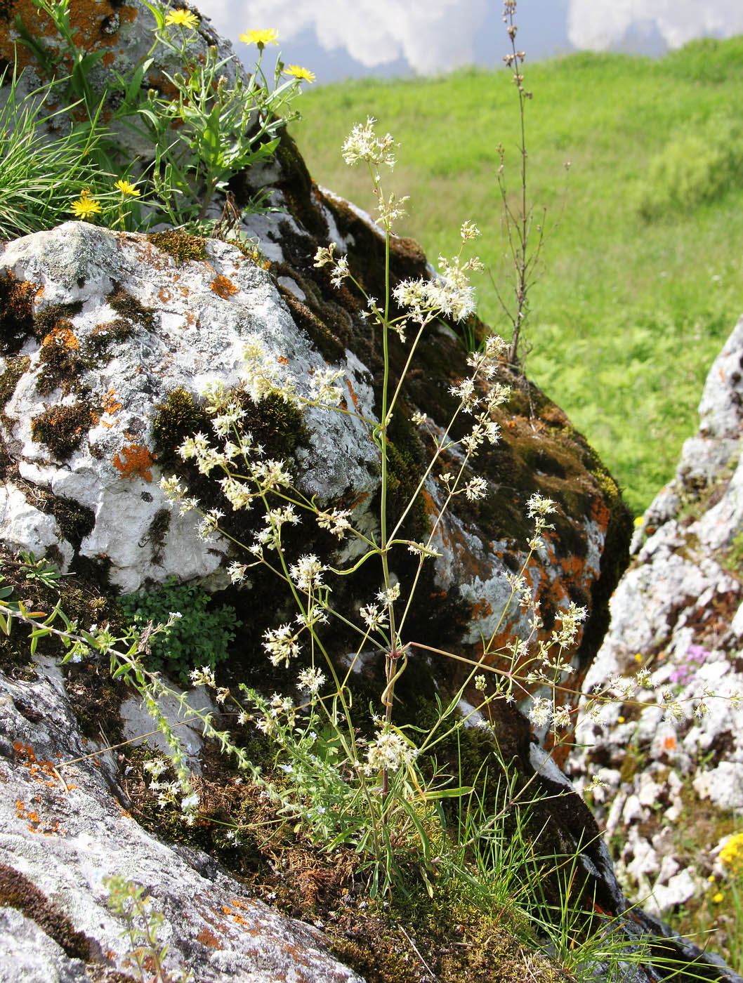 Image of Silene klokovii specimen.