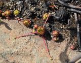 Sempervivum caucasicum. Молодые розетки листьев. Абхазия, Рицинский реликтовый национальный парк, гора Ацытаку, ≈ 2100 м н.у.м., на камне. 11.07.2017.