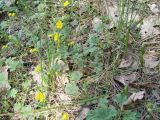 Potentilla incana