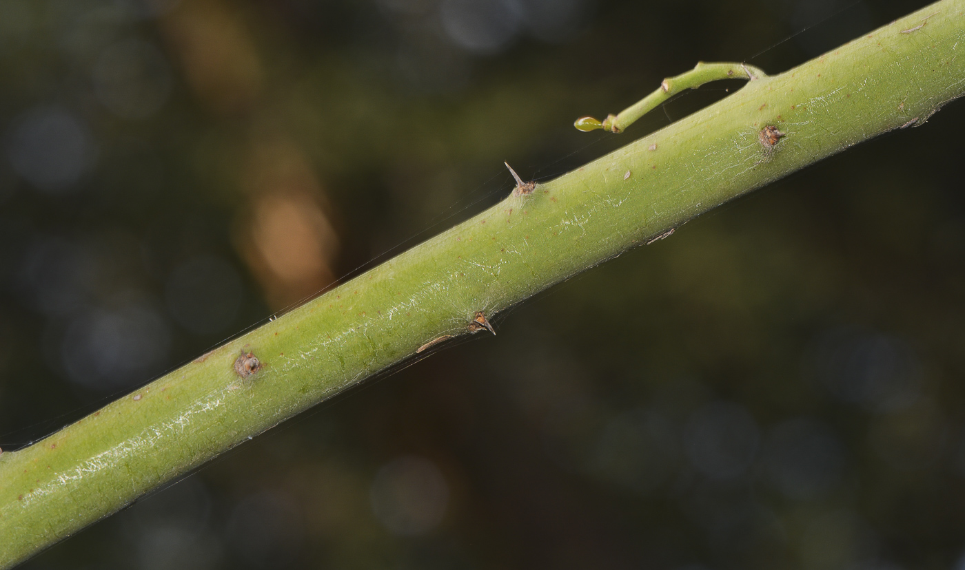 Image of genus Pereskia specimen.