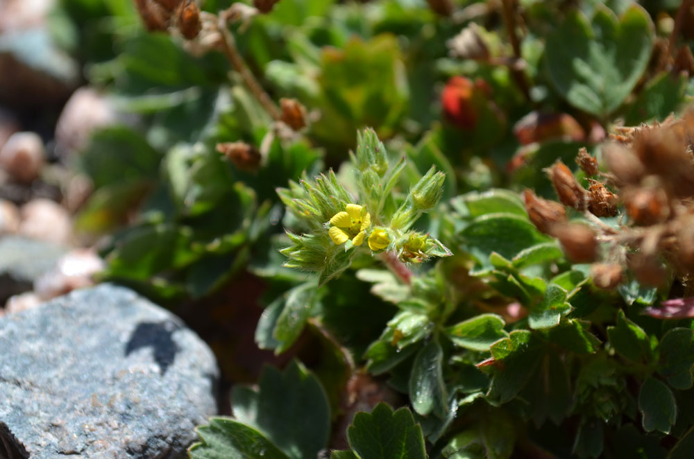 Изображение особи Sibbaldia procumbens.