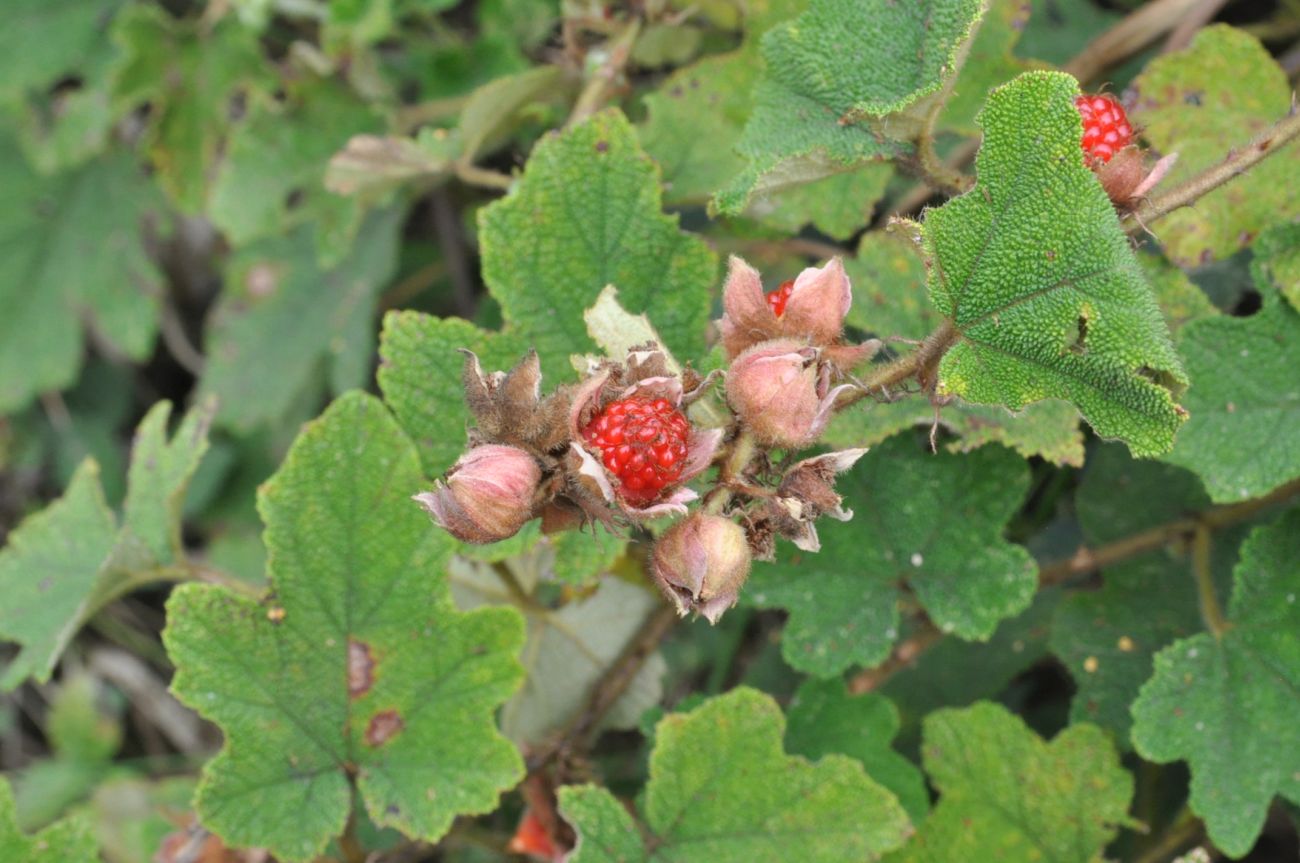 Изображение особи род Rubus.