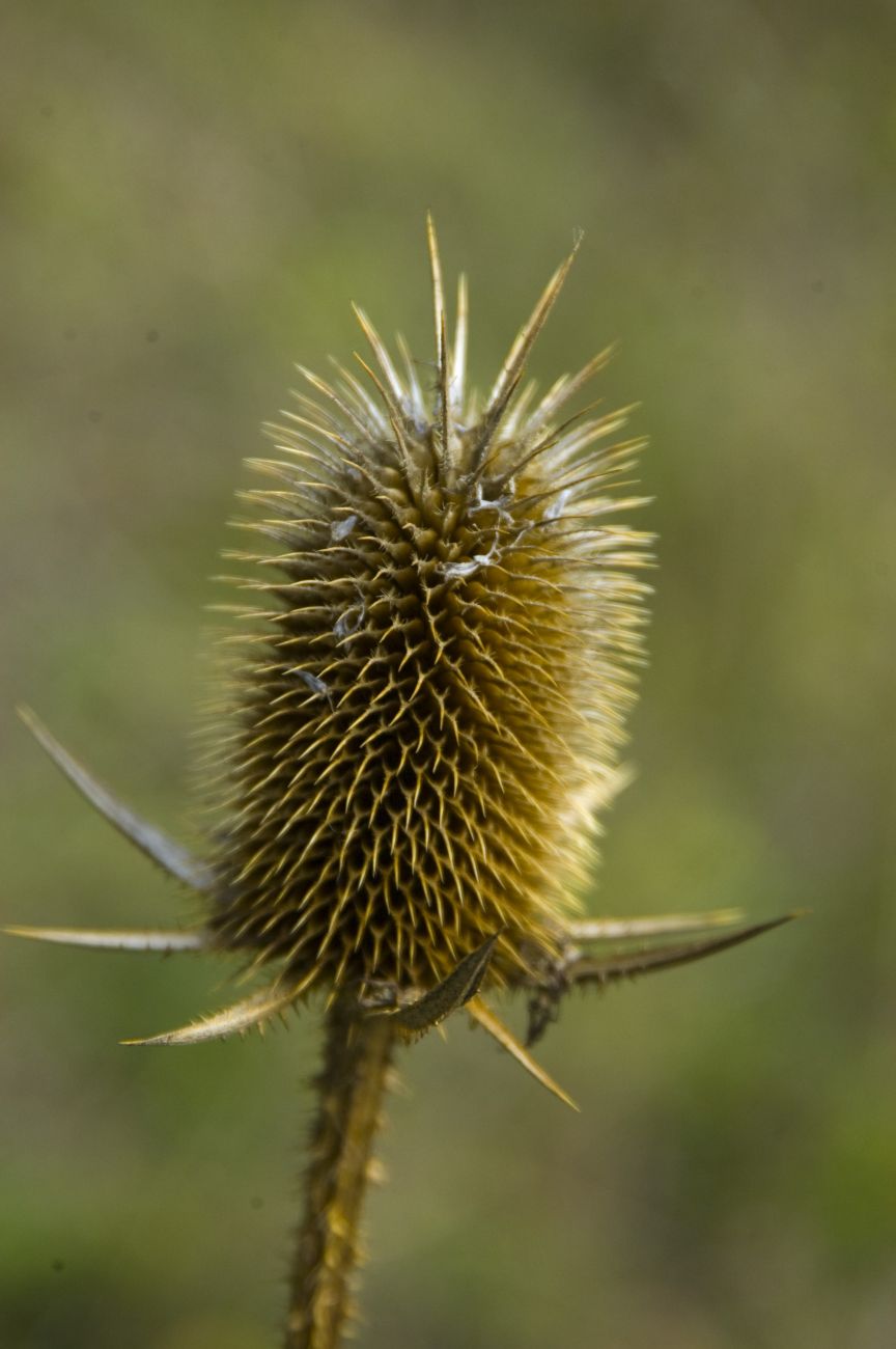 Image of Dipsacus laciniatus specimen.