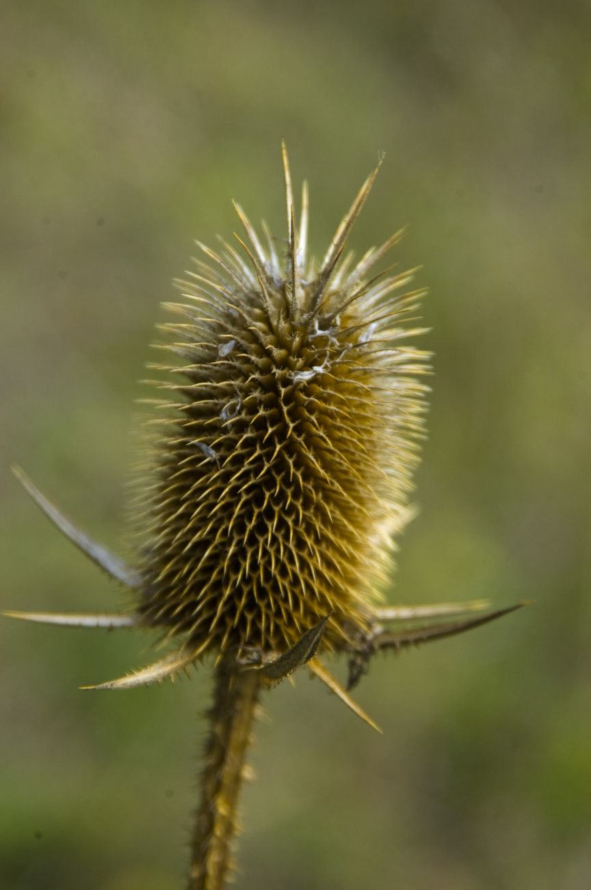 Изображение особи Dipsacus laciniatus.