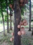 Couroupita guianensis