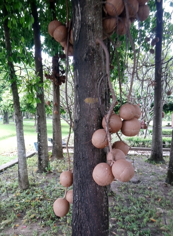 Image of Couroupita guianensis specimen.